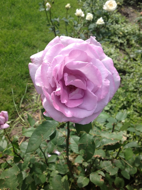 fioletowa róża NN